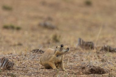 Colorado sevimli beyaz kuyruklu bir çayır köpeği