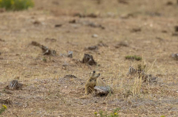 Cute White Tailed Prairie Dog Colorado — Stock Photo, Image