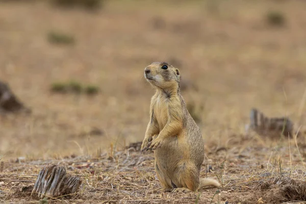 Joli Chien Prairie Queue Blanche Dans Colorado — Photo