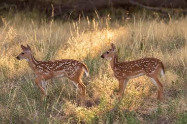 şirin whitetail geyik fawns bir çift