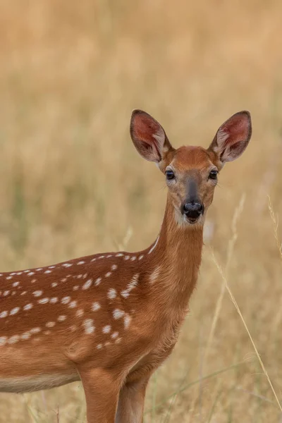 Egy Aranyos Whitetail Szarvas — Stock Fotó