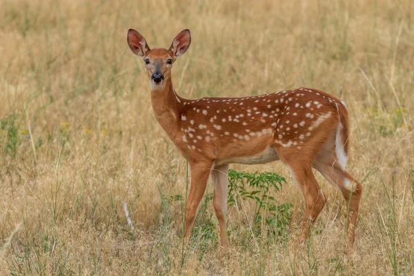 Cervo Bonito Whitetail Fawn — Fotografia de Stock