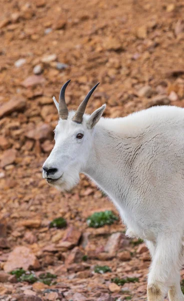 Beautiful Mountain Goat Mount Evans Colorado — Stock Photo, Image