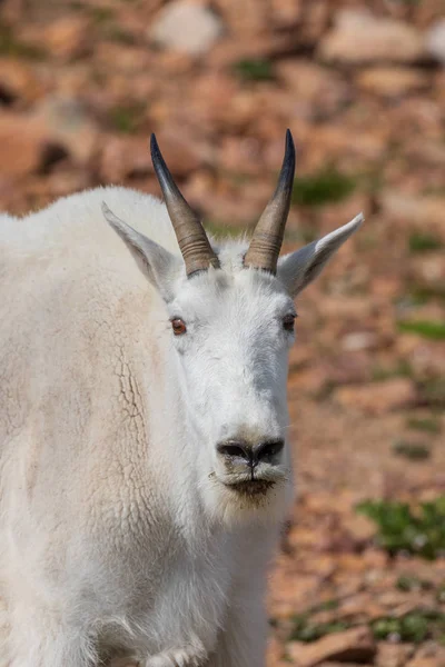 Piękna Górska Kozę Mount Evans Colorado — Zdjęcie stockowe