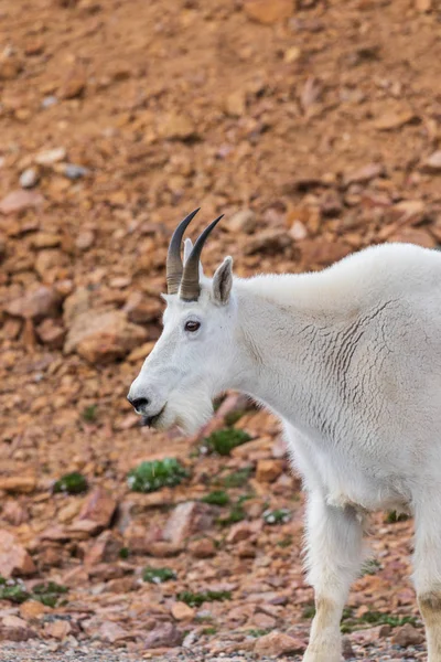 Piękna Górska Kozę Mount Evans Colorado — Zdjęcie stockowe