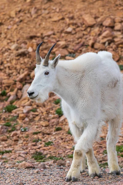 Uma Bela Cabra Montanha Monte Evans Colorado — Fotografia de Stock