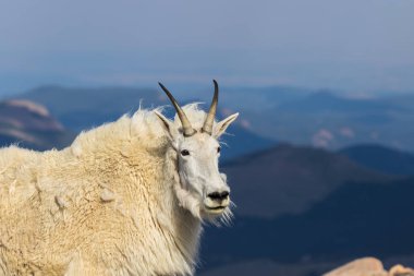 mount Evans Colorado üzerinde güzel bir dağ keçisi