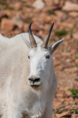 mount Evans Colorado üzerinde güzel bir dağ keçisi