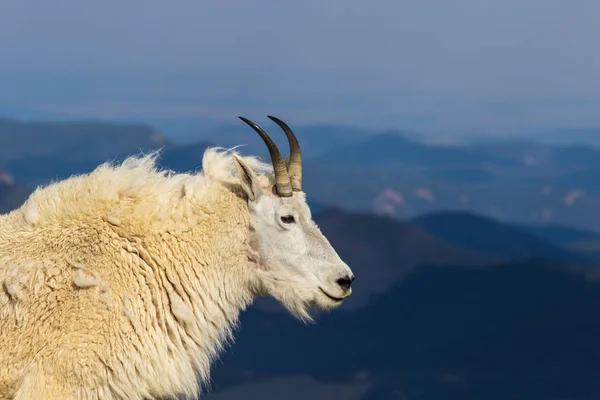 Uma Bela Cabra Montanha Monte Evans Colorado — Fotografia de Stock
