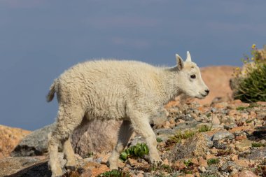 Mount Evans Colorado bir sevimli dağ keçisi çocuk
