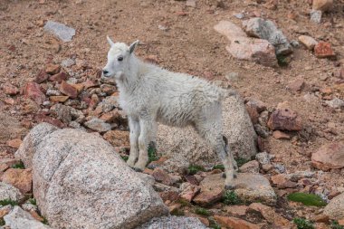 Mount Evans Colorado bir sevimli dağ keçisi çocuk