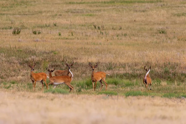 Ένα Κοπάδι Whitetail Ελάφια Δολάρια Βελούδο — Φωτογραφία Αρχείου