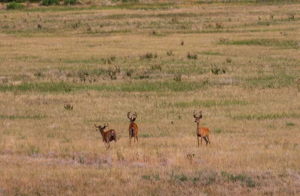 Herd Whitetail Deer Bucks Velvet — Stock Photo, Image