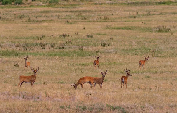 Whitetail Geyik Sürüsü Kadife Dolar — Stok fotoğraf