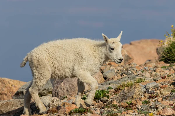 Cute Mountain Goat Kid Mount Evans Colorado — Stock Photo, Image