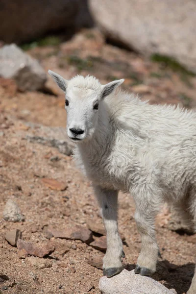 Uma Linda Cabra Montanha Monte Evans Colorado — Fotografia de Stock