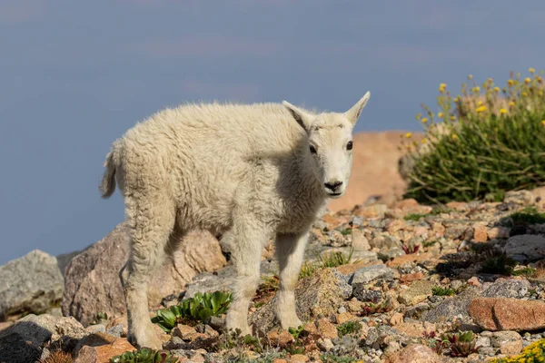 Een Schattig Berggeit Jongen Mount Evans Colorado — Stockfoto