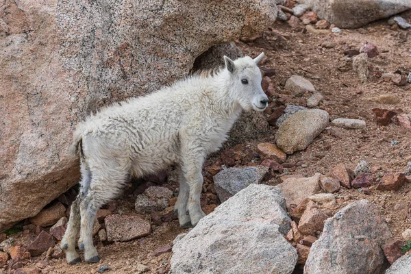 Egy Aranyos Hegyi Kecske Gida Mount Evans Colorado — Stock Fotó