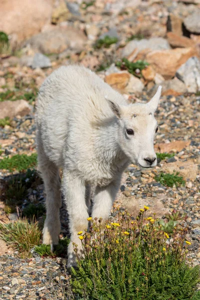 Uma Linda Cabra Montanha Monte Evans Colorado — Fotografia de Stock