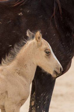 Utah çölünde şirin bir at yavrusu.