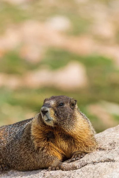 Een Schattig Grote Marmot Een Rots — Stockfoto