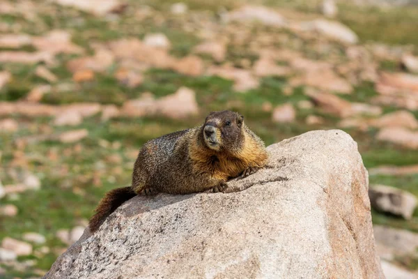 Una Simpatica Marmotta Dal Ventre Giallo Una Roccia — Foto Stock