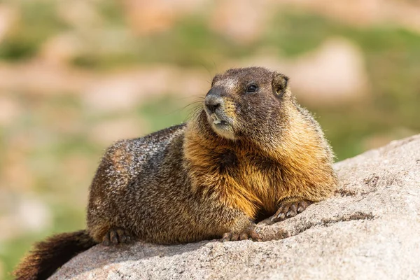 Een Schattig Grote Marmot Een Rots — Stockfoto