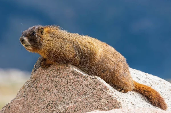 Une Jolie Marmotte Ventre Jaune Sur Rocher — Photo