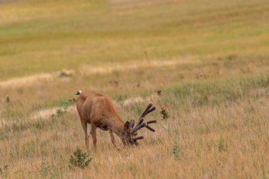 Kadife yaz aylarında güzel katır geyiği buck
