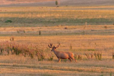 Kadife yaz aylarında güzel katır geyiği buck