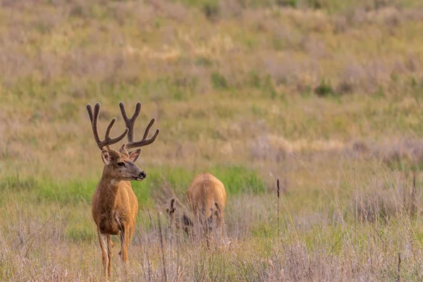 Kadife Yaz Aylarında Güzel Katır Geyiği Buck — Stok fotoğraf