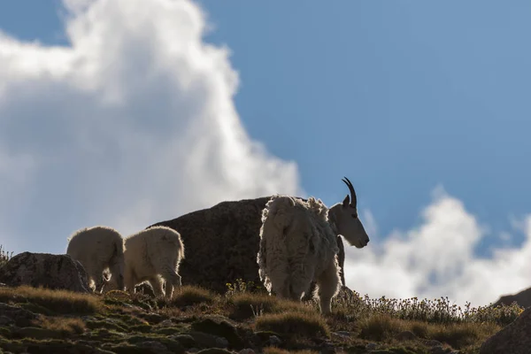 Bir Dağ Keçisi Dadı Onun Sevimli — Stok fotoğraf