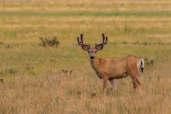 Trevlig Mule Deer Buck Sammet Sommar — Stockfoto
