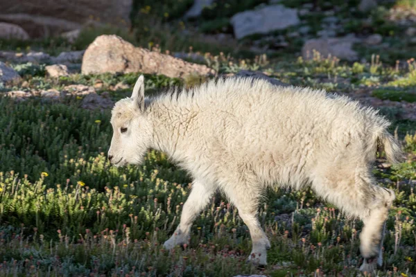 Bonito Mountain Goat Kid — Fotografia de Stock