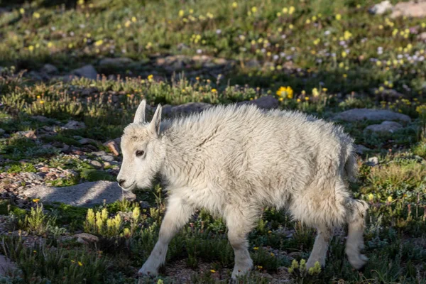 Bonito Mountain Goat Kid — Fotografia de Stock