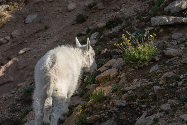 Bonito Mountain Goat Kid — Fotografia de Stock