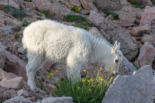 Bonito Mountain Goat Kid — Fotografia de Stock