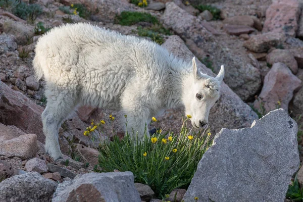 Sevimli dağ keçisi çocuk