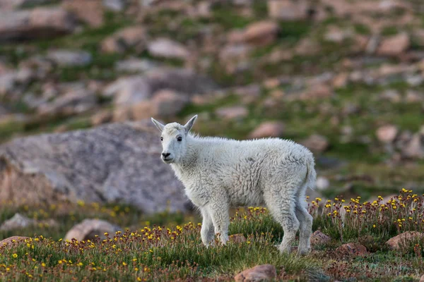 Schattig Berggeit Kid — Stockfoto