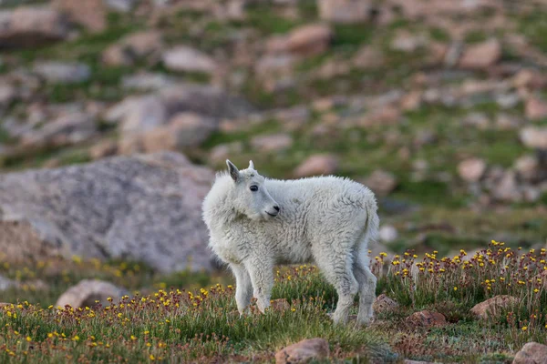 Bonito Mountain Goat Kid — Fotografia de Stock