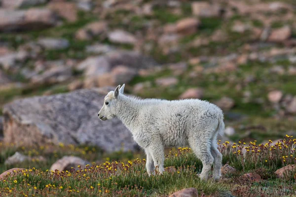 Carino Capretto Montagna — Foto Stock