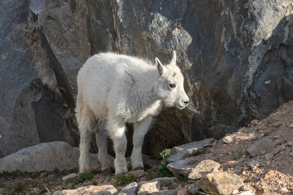 Bonito Mountain Goat Kid — Fotografia de Stock