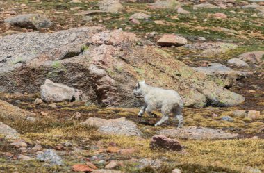 sevimli genç dağ keçisi çocukken Colorado