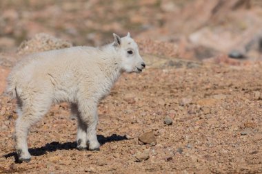 sevimli genç dağ keçisi çocukken Colorado