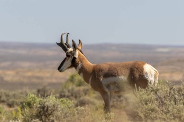 güzel pronghorn antilop buck kır
