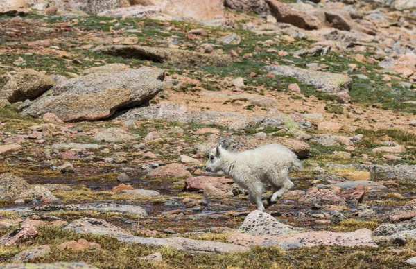 Sevimli Genç Dağ Keçisi Çocukken Colorado — Stok fotoğraf