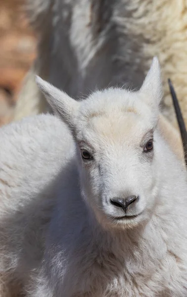 一个可爱的小山山羊在科罗拉多州的孩子 — 图库照片
