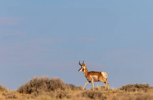 Ein Hübscher Antilopenbock Auf Der Prärie — Stockfoto