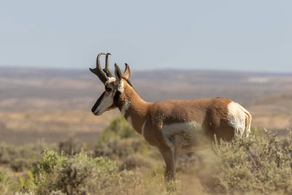 Nice Pronghorn Antelope Buck Prairie — Stock Photo, Image