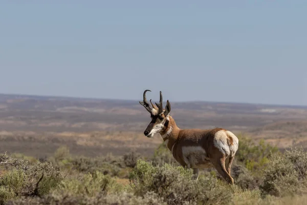 Nice Pronghorn Antelope Buck Prairie — Stock Photo, Image